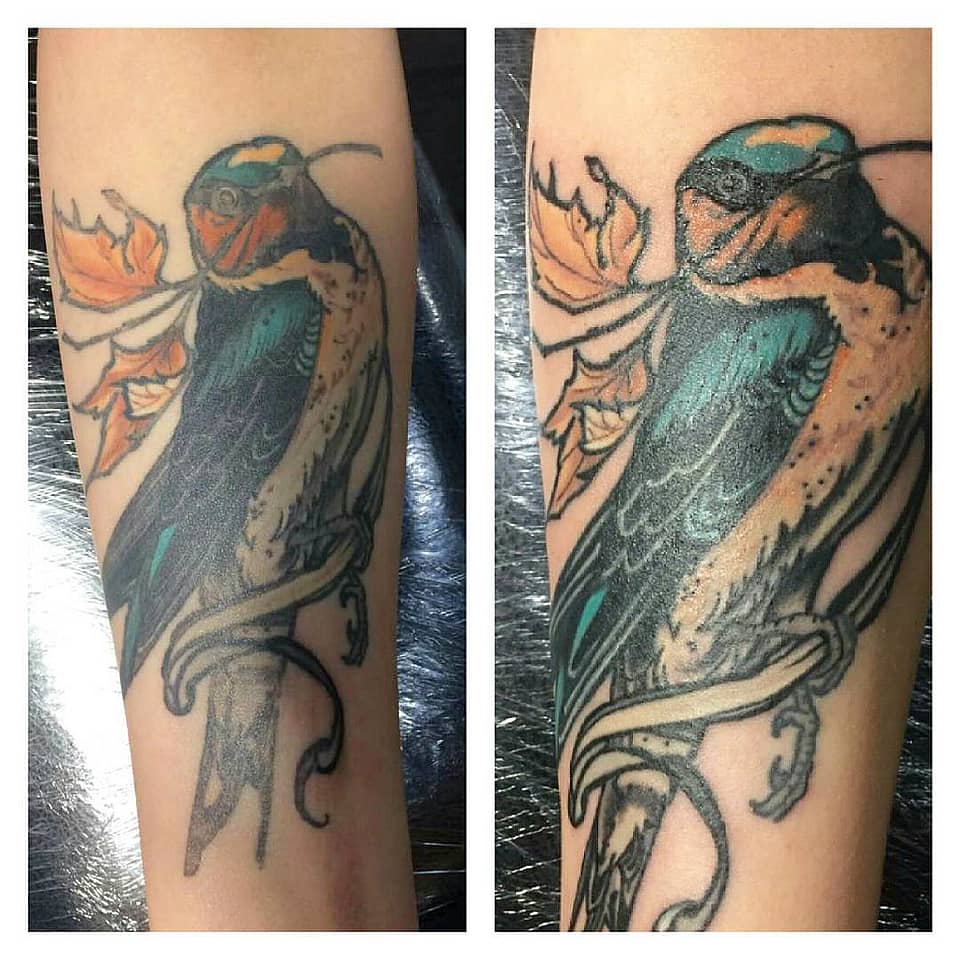 Autumn Swallow on Branch