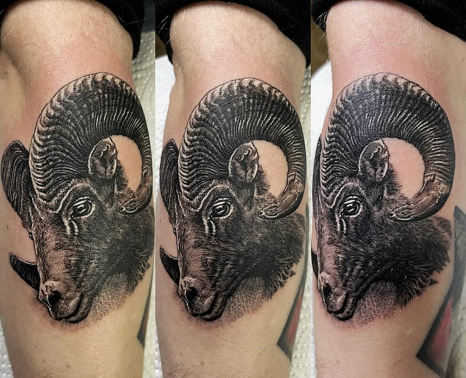 Bighorn Ram Portrait
