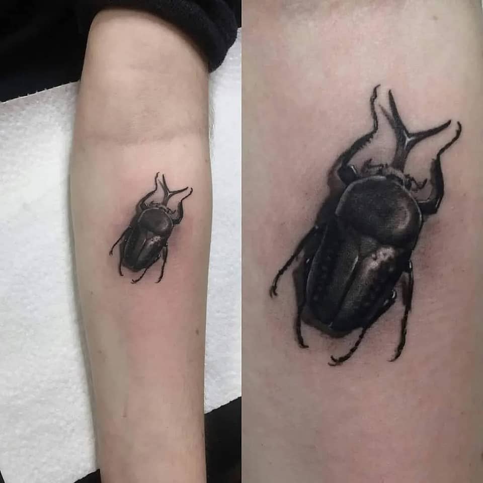 Black Rhinoceros Beetle