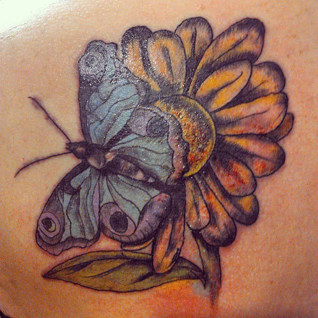 Blue Butterfly on Daisy