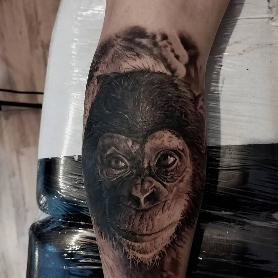 Chimpanzee Portrait