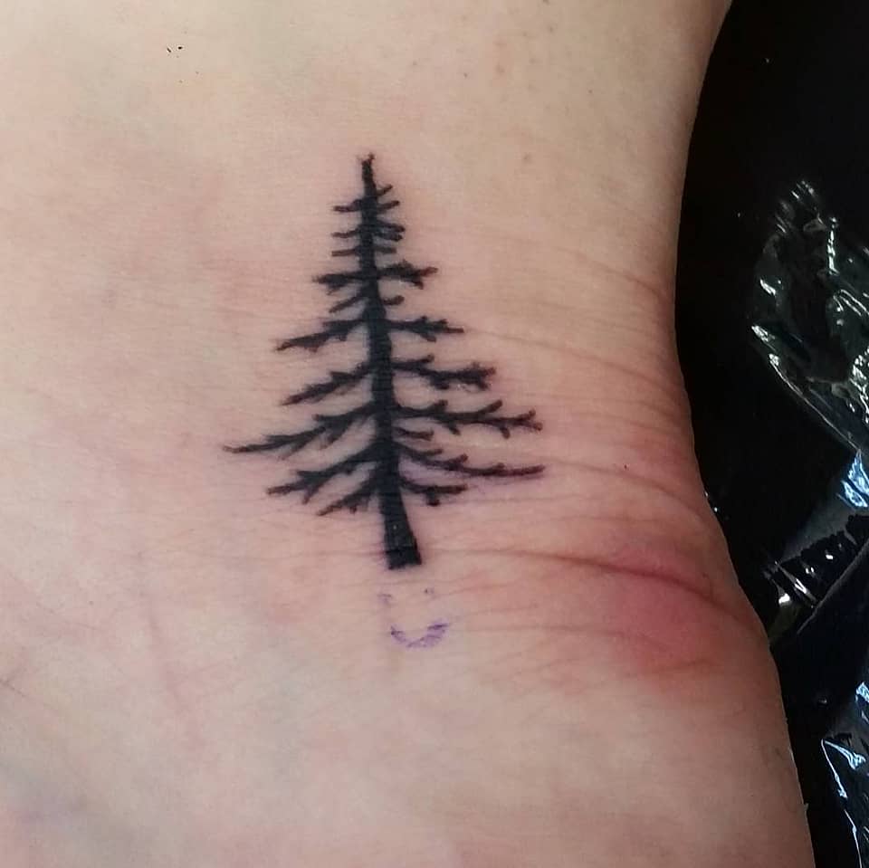 Evergreen Silhouette