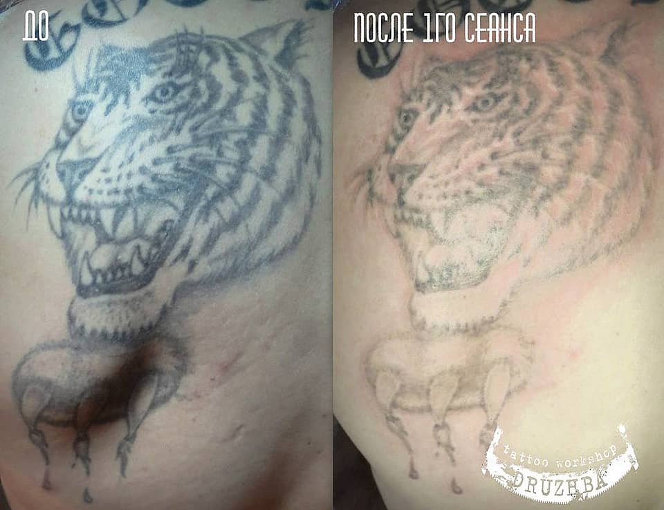 Fading Tiger Snarl