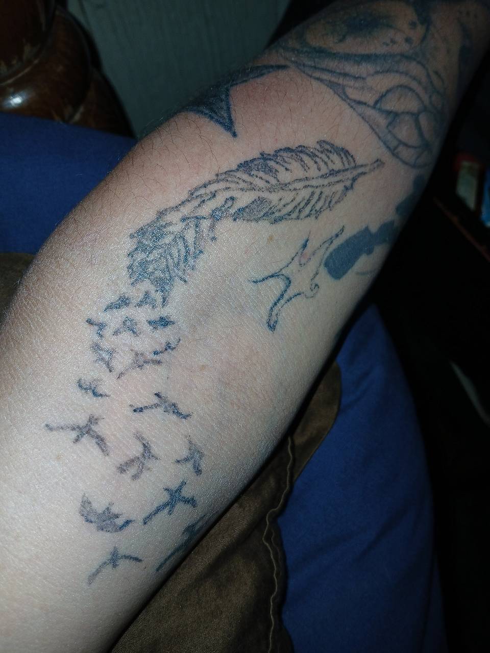 Feather Becoming Birds