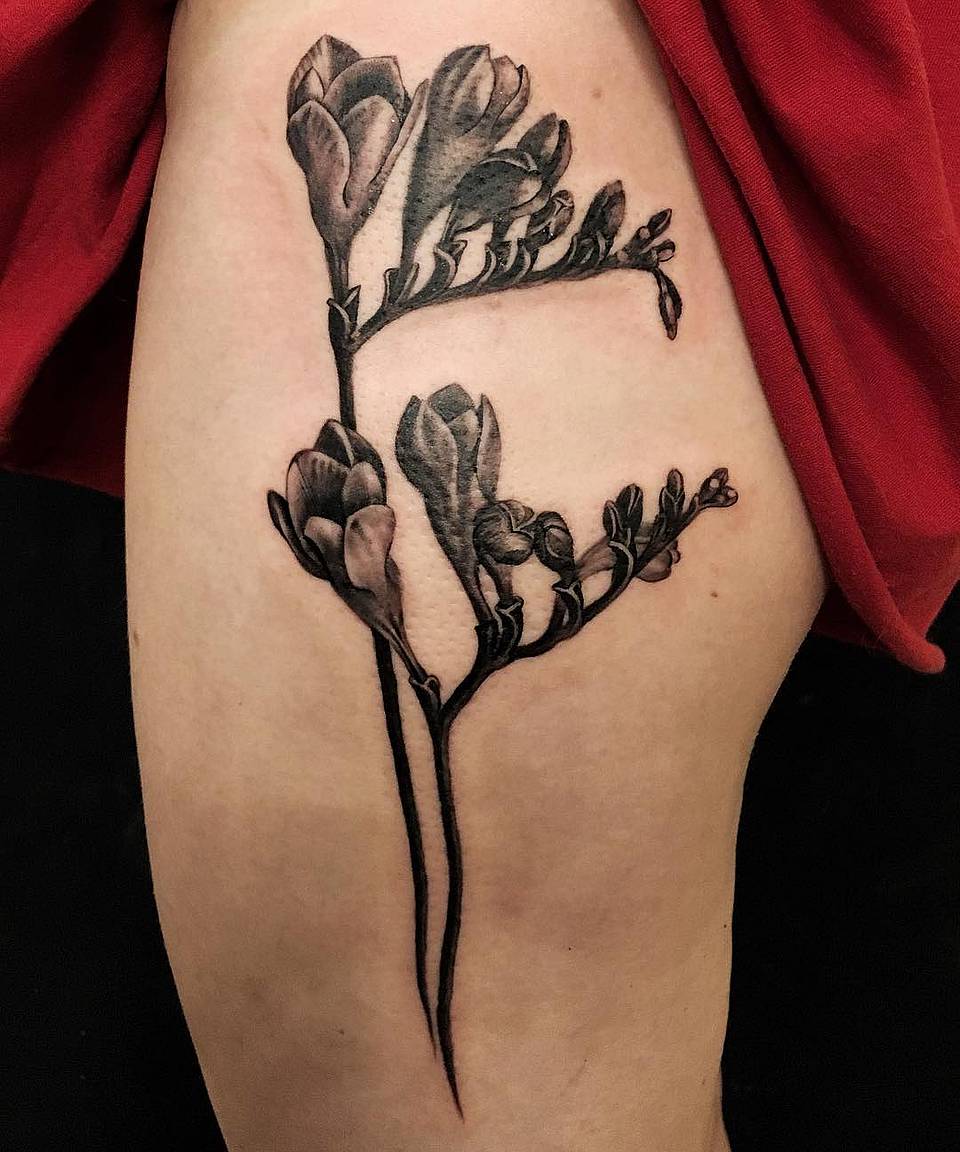 Freesia Stems