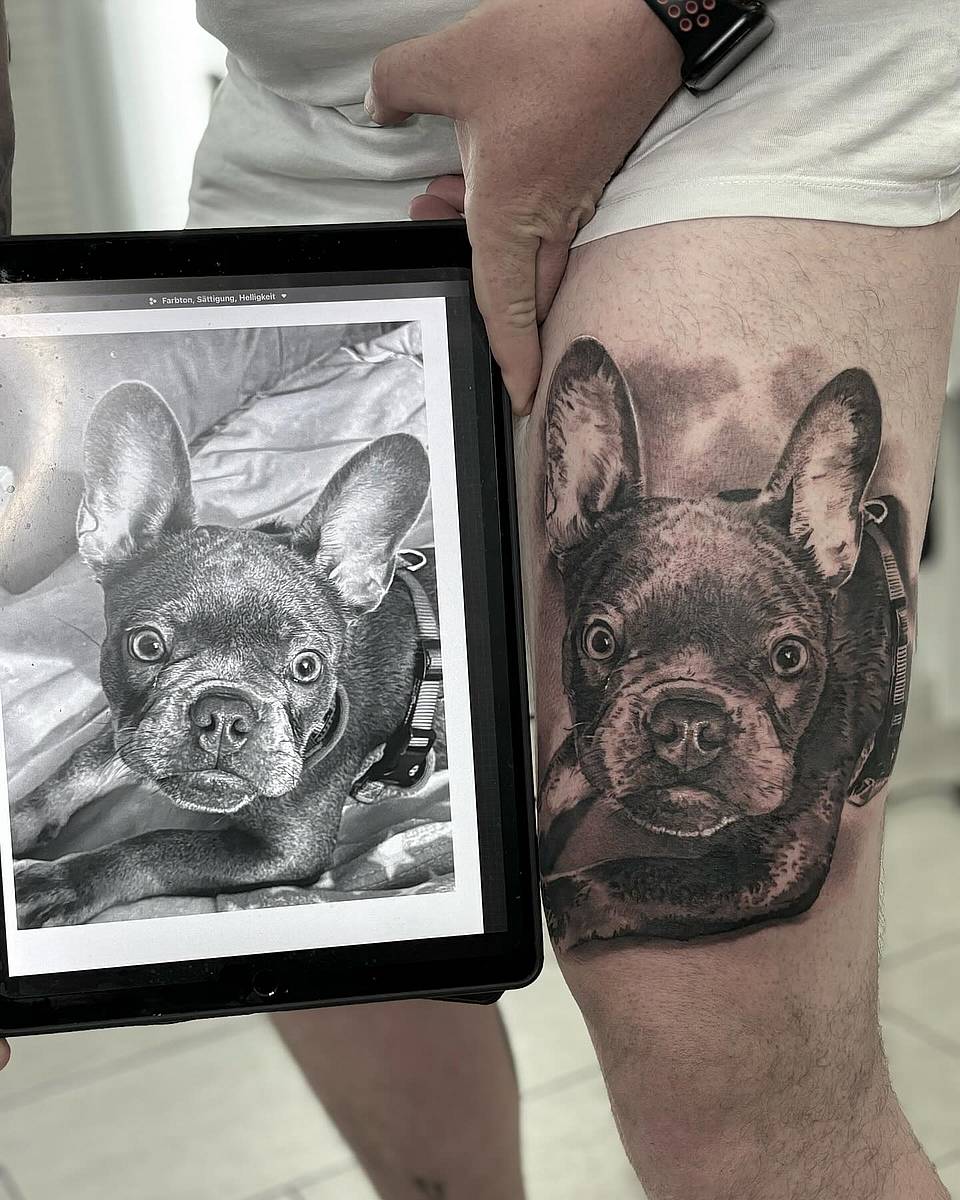 French Bulldog Portrait