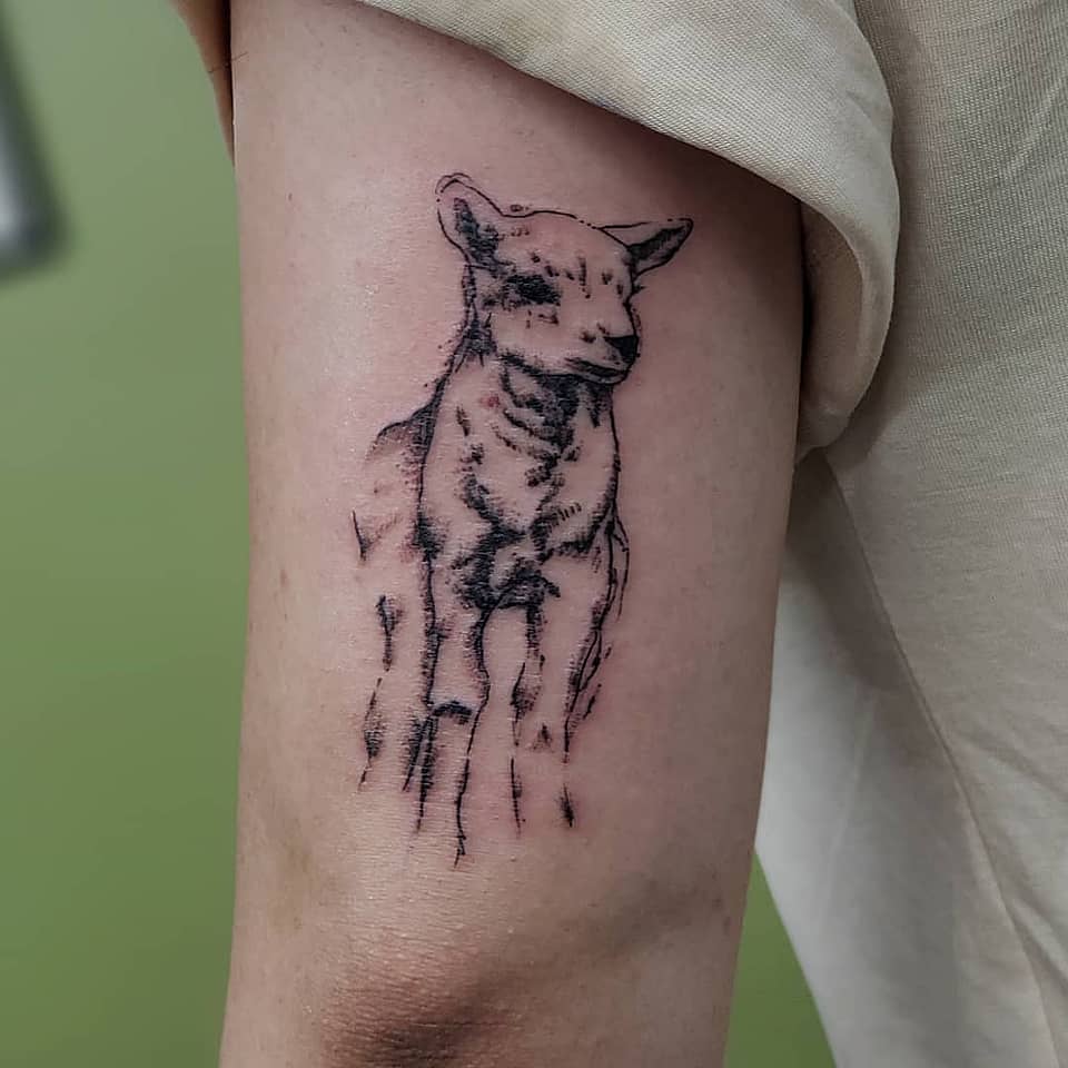 Gentle Lamb Sketch