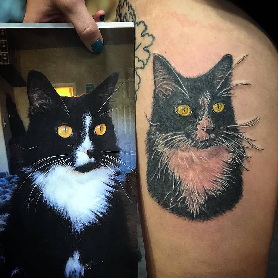 Golden-Eyed Tuxedo Cat Portrait