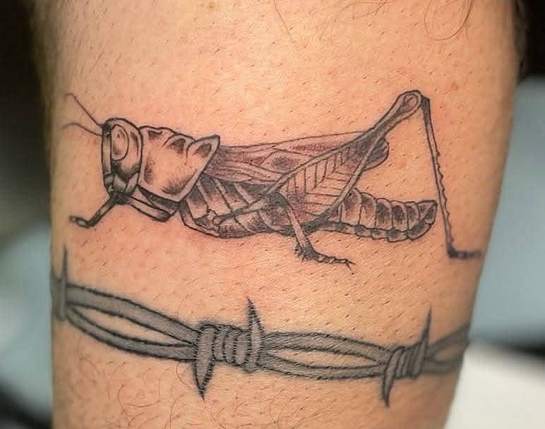 Grasshopper and Barbed Wire