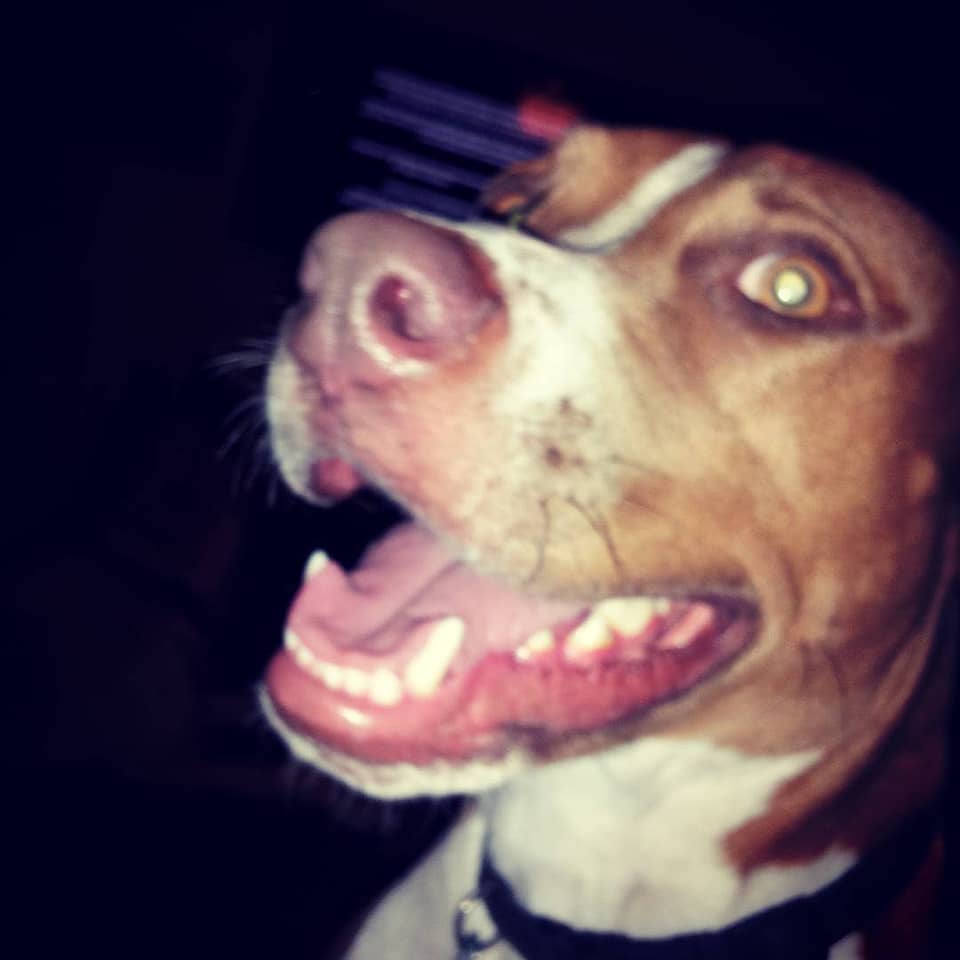 Joyful Dog Portrait