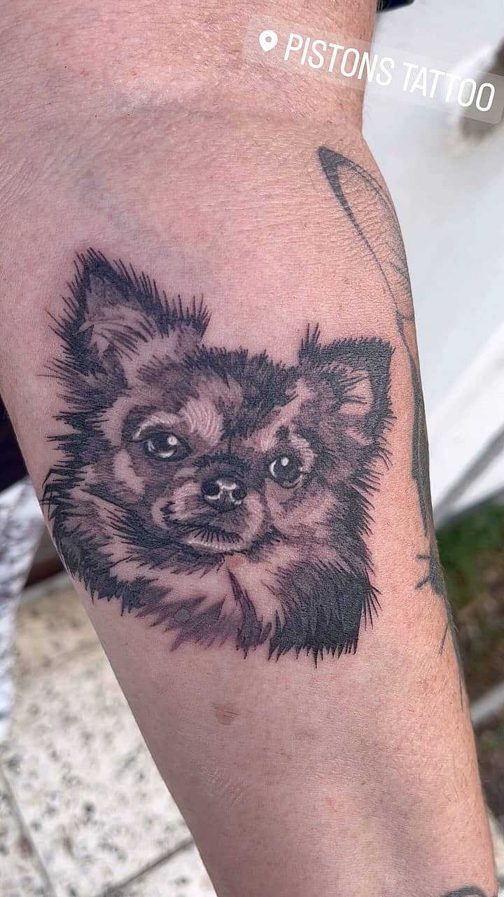 Long-Haired Chihuahua Portrait
