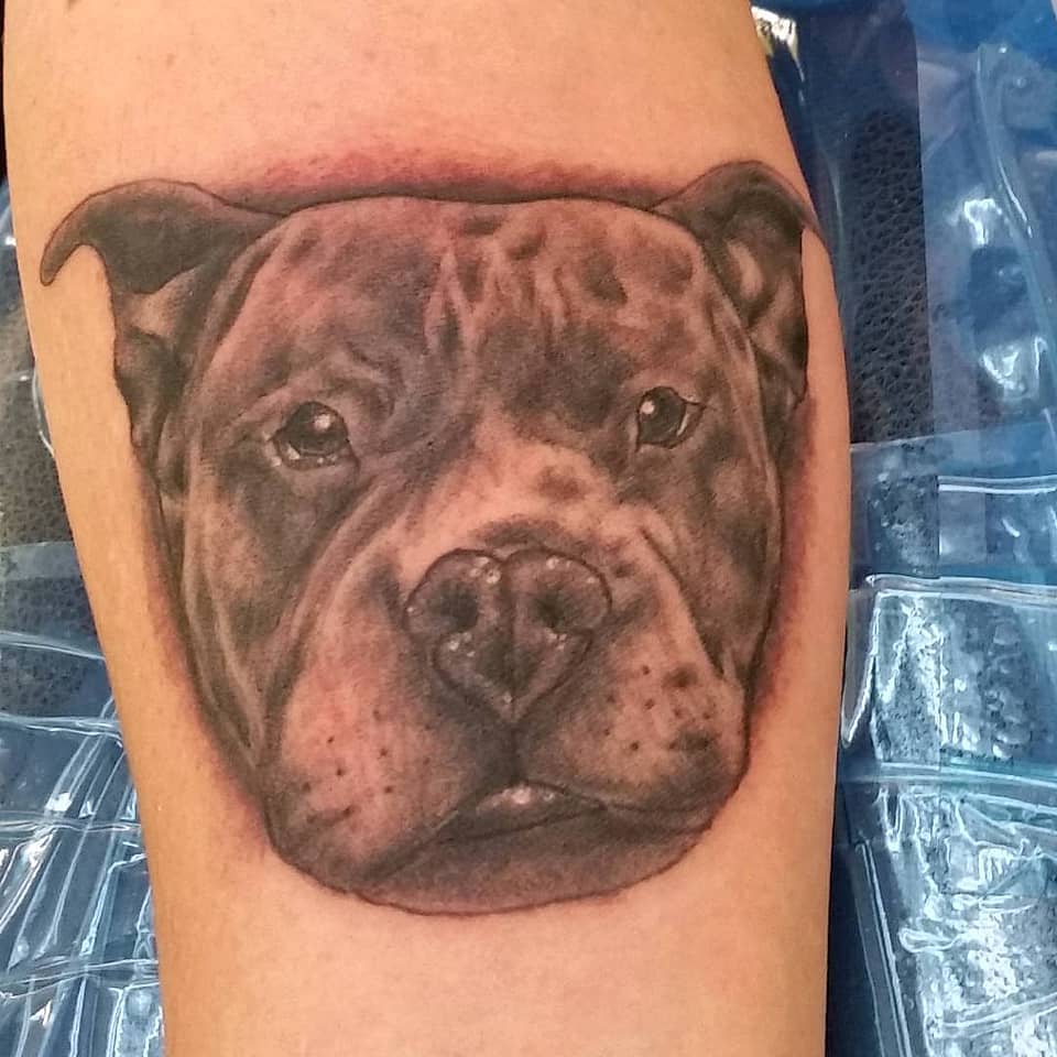Loyal Companion Pit Bull Portrait