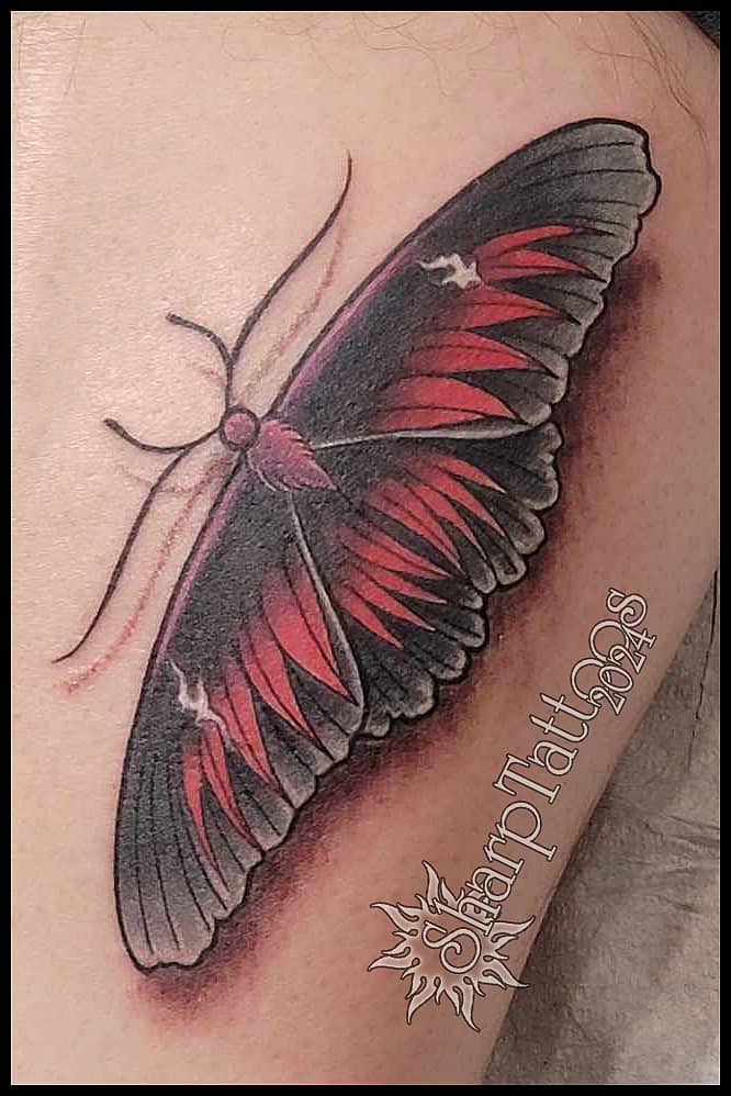 Midnight Crimson Moth