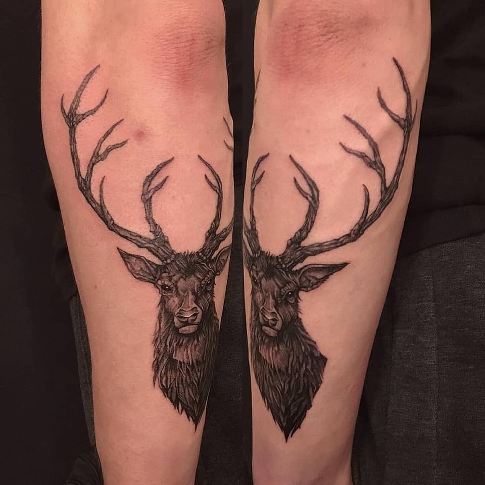 Mirrored Stag Portraits