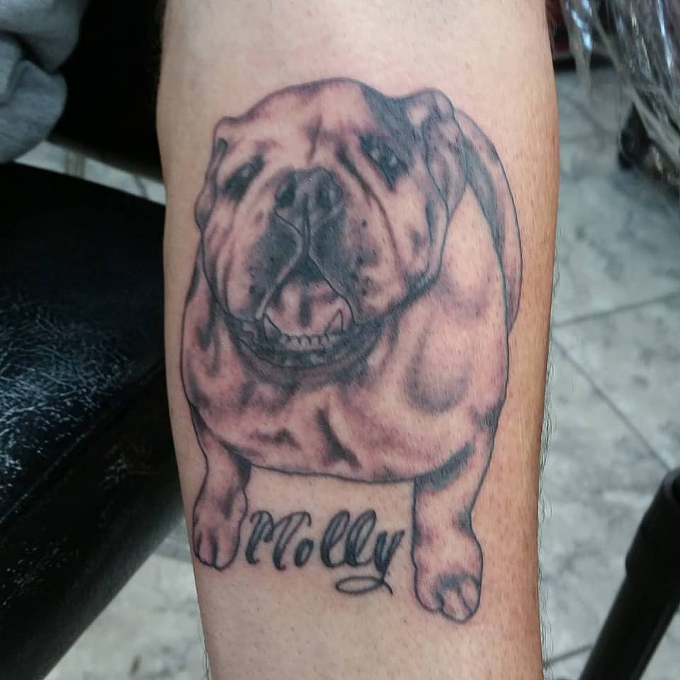 Molly Bulldog Portrait
