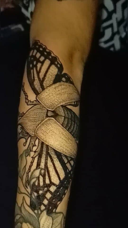 Monarch Beetle Metamorphosis