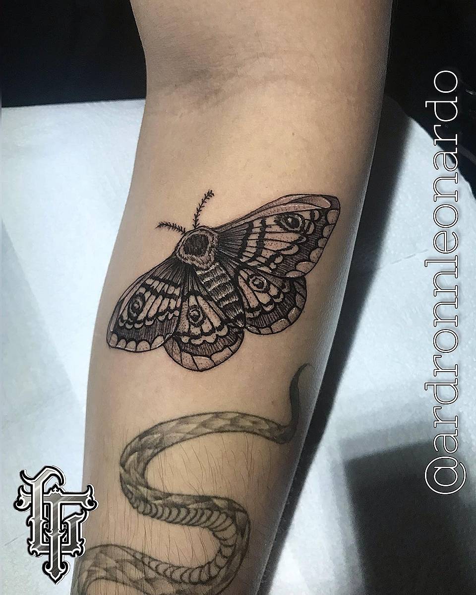 Ornate Night Moth