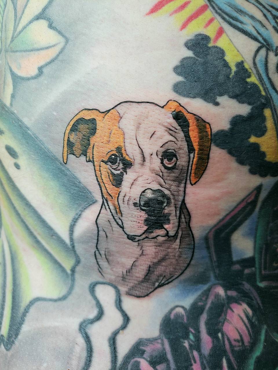 Pit Bull Portrait