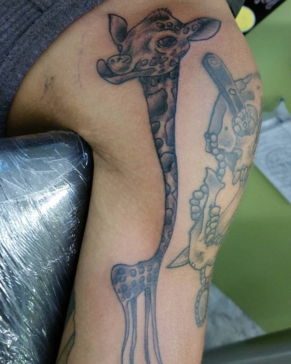 Playful Long-Neck Giraffe