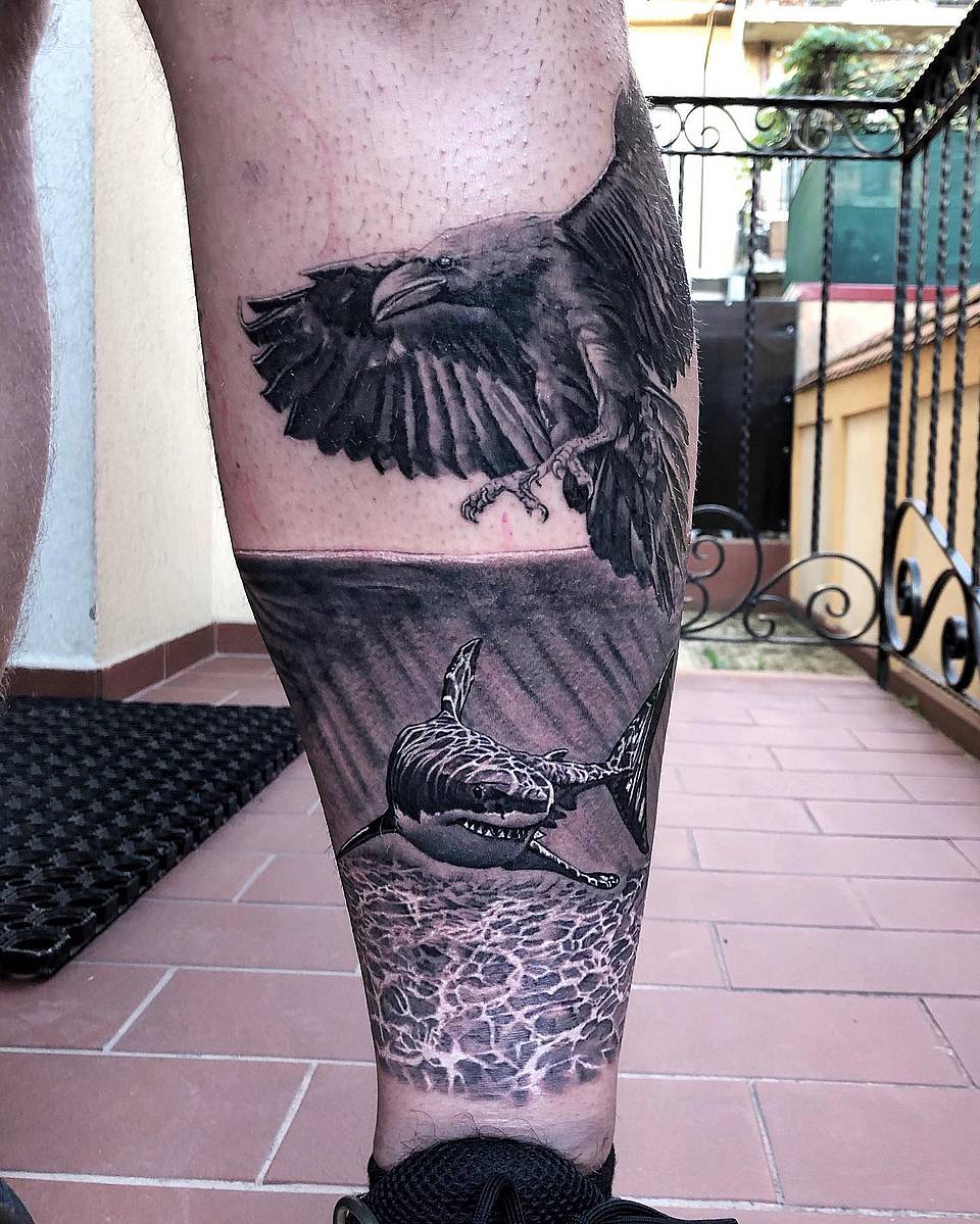 Raven and Shark Encounter