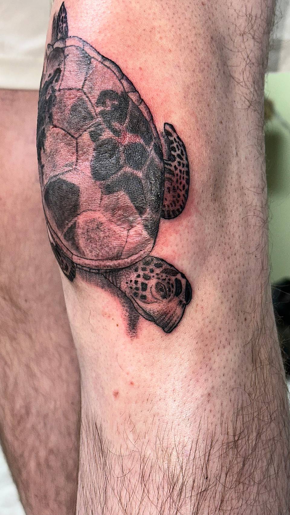 Realistic Sea Turtle