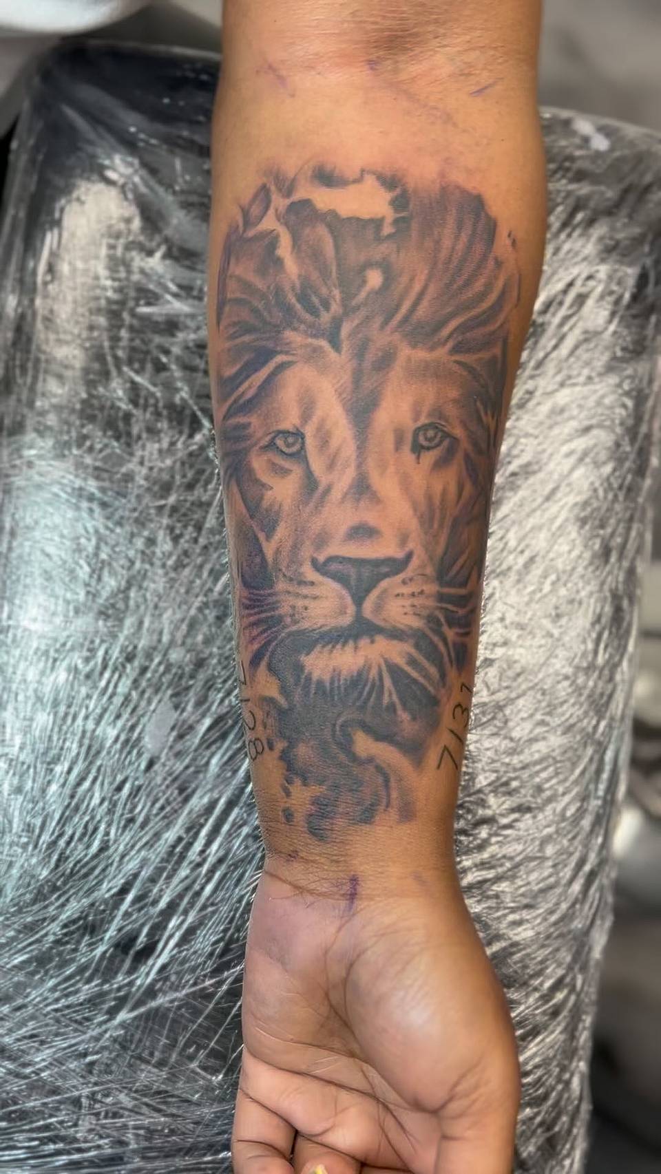 Regal Lion Gaze