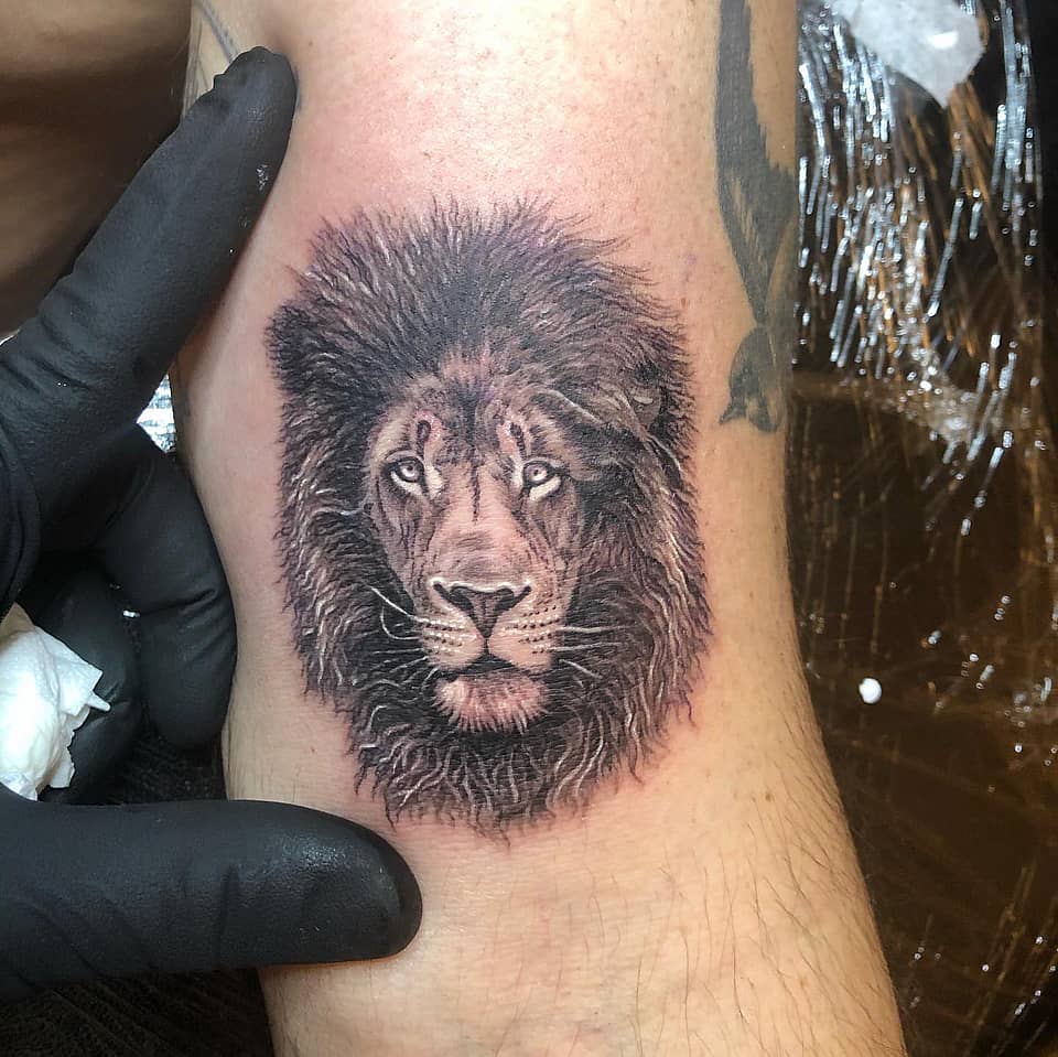 Regal Lion Head