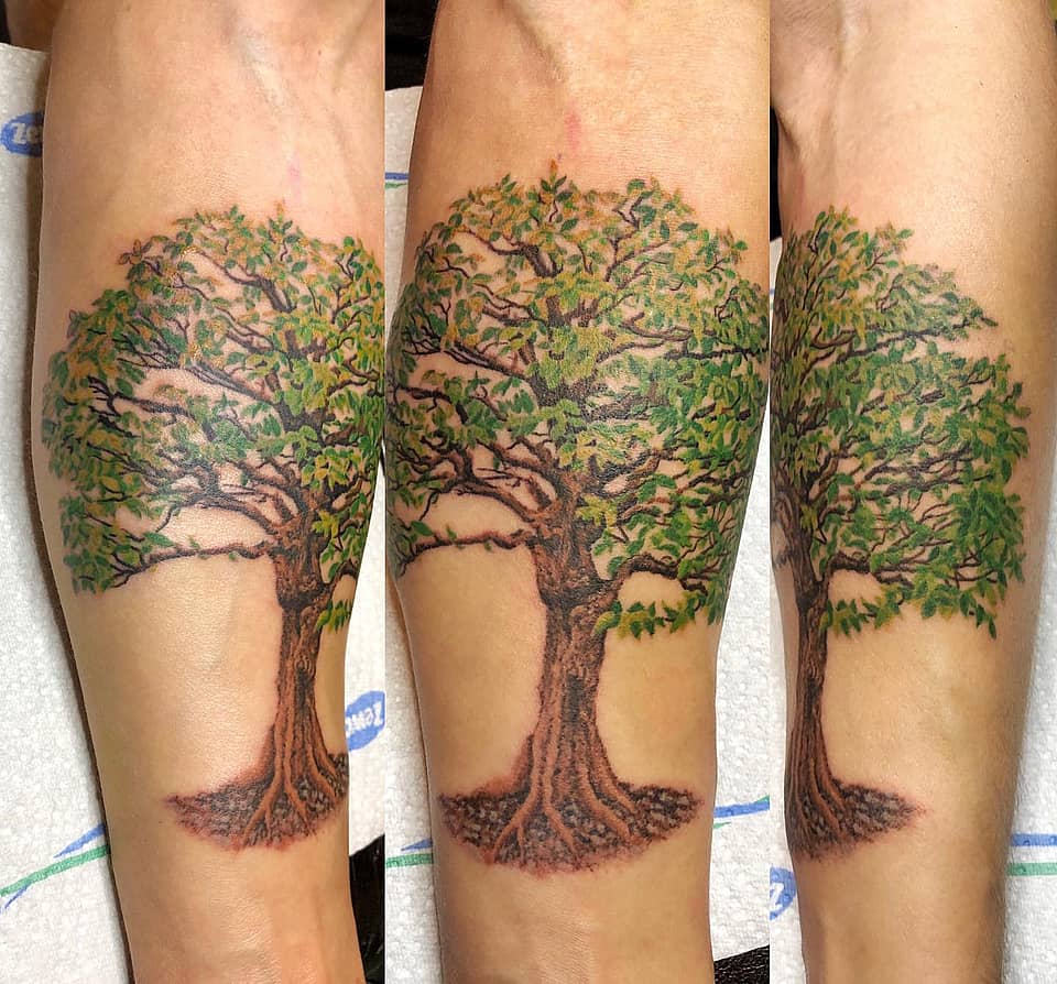 Rooted Oak