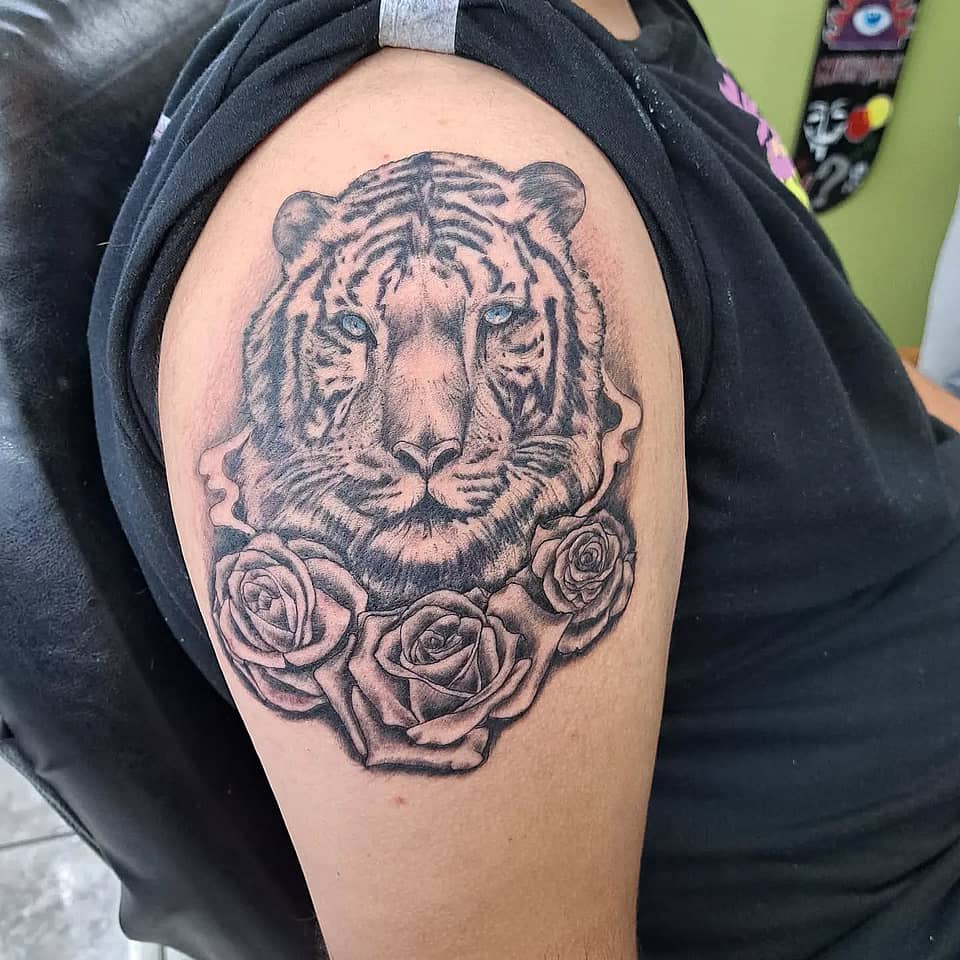 Rose-Crowned Tiger