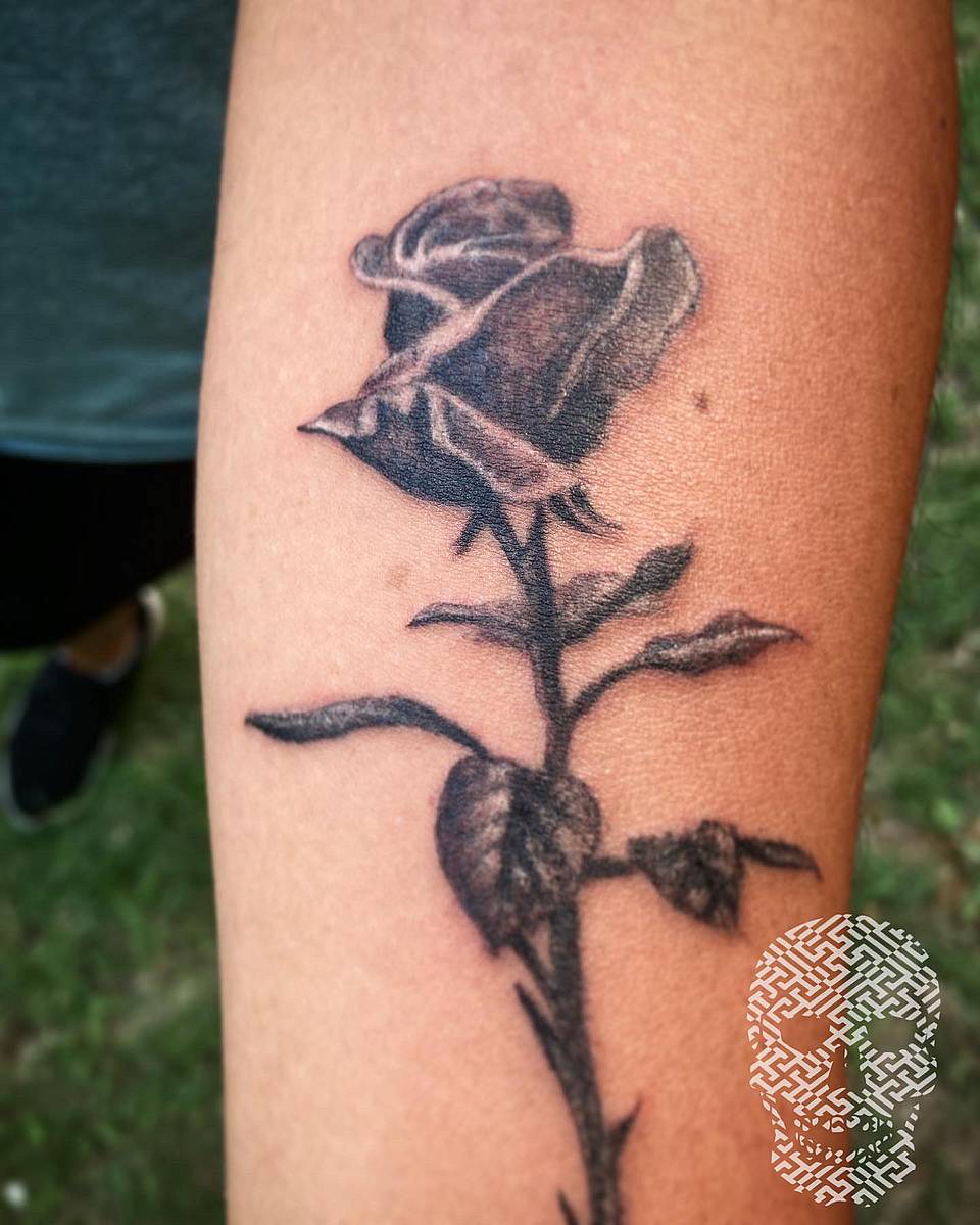 Shadowed Rose Stem