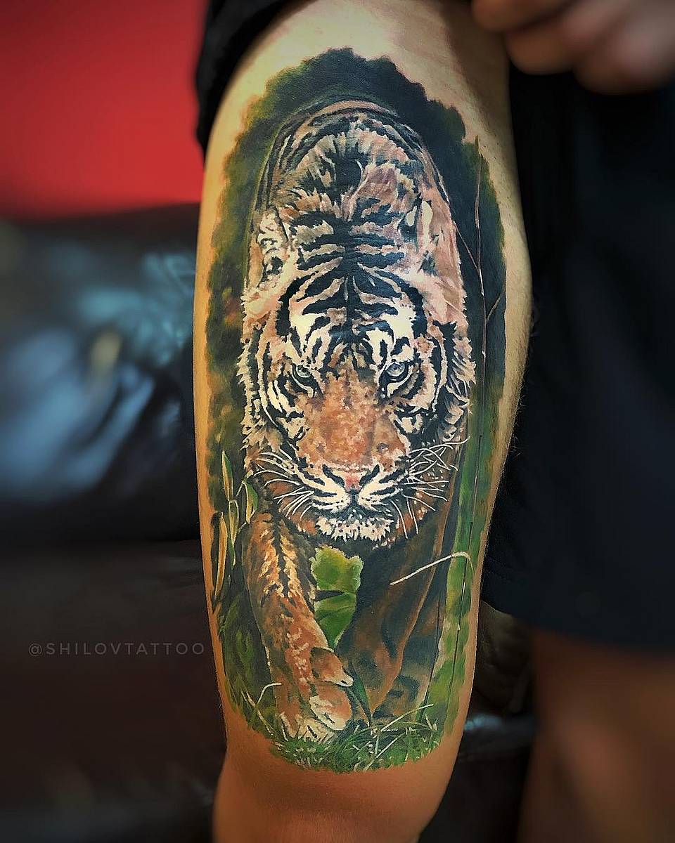 Stalking Tiger in the Grass
