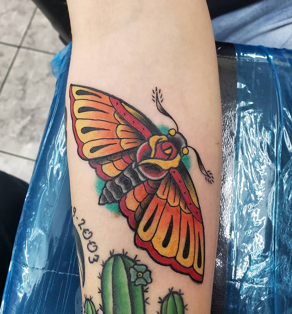Sunset Rose Moth