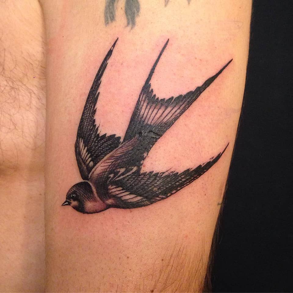 Swooping Swallow