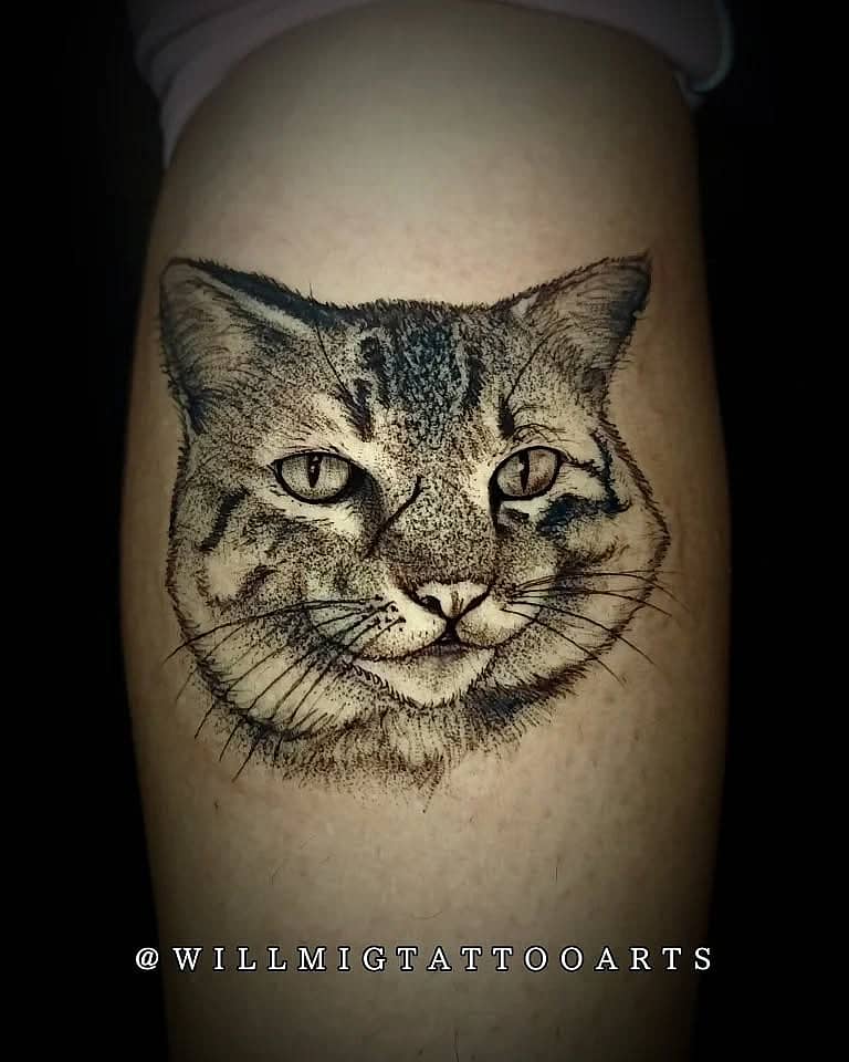 Tabby Gaze Portrait