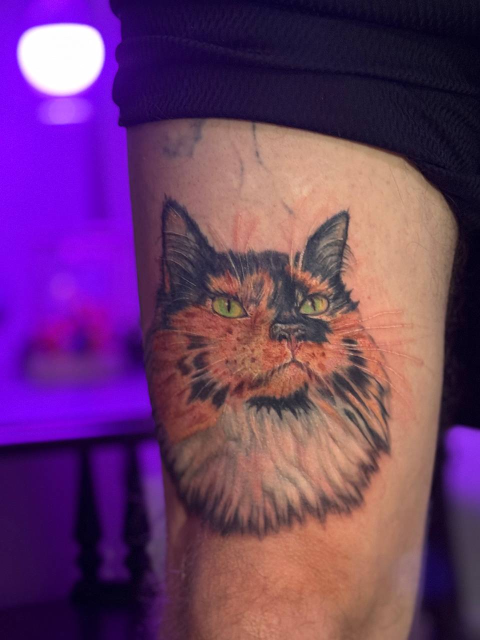 Tortoiseshell Cat Portrait