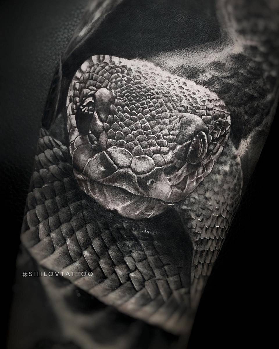 Viper Gaze