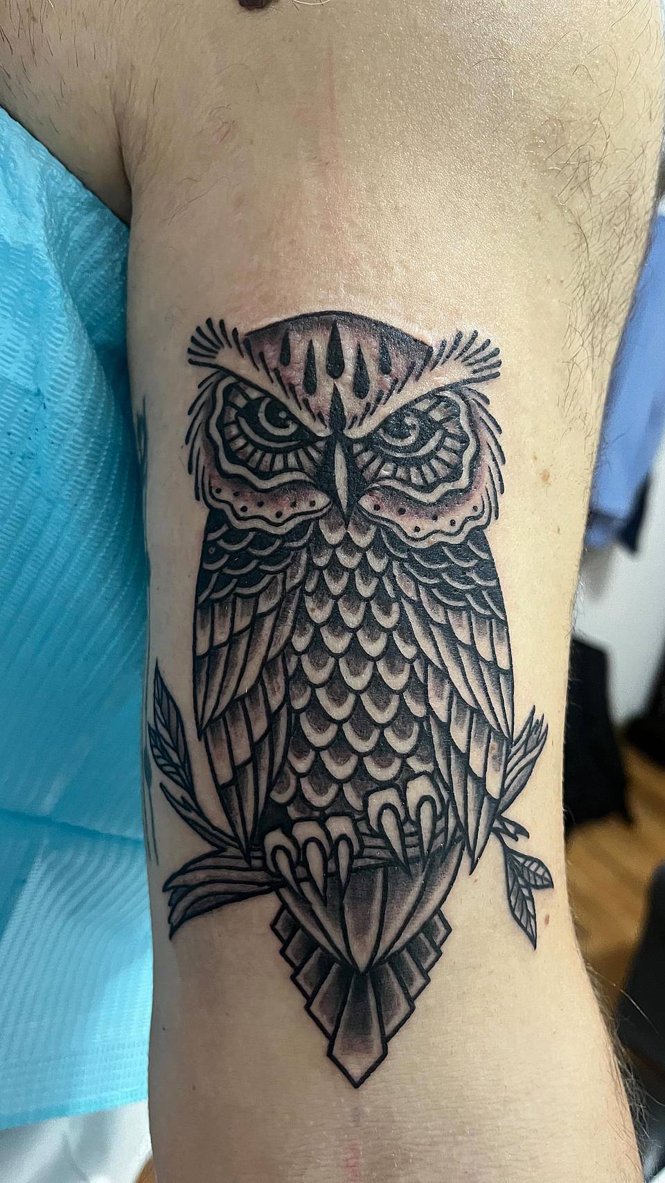Watchful Owl